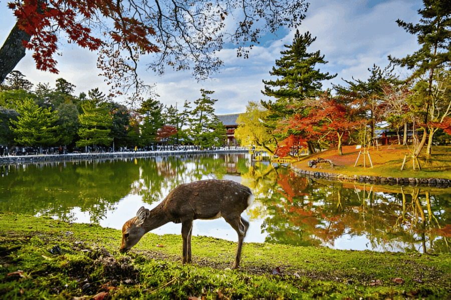 3 Best Private Car With Driver Services In Nara