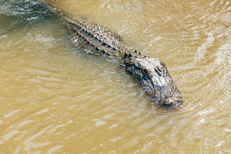 New Orleans: High Speed 9 Passenger Airboat Tour - Key Points