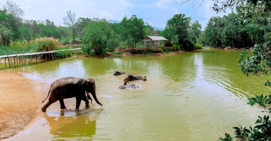 Phuket: Walk and Plant at Elephant Nature Park Visit