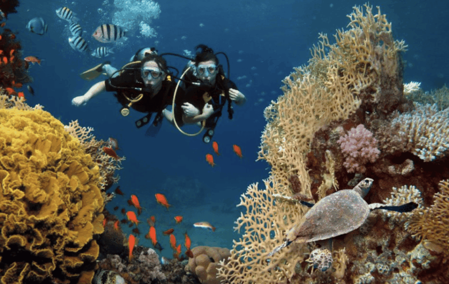Scuba Dive in Nudibranch Gardens, Phu Quoc - Activity Overview
