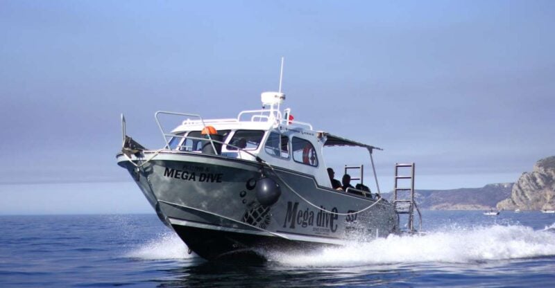 Sesimbra: Guided Dolphin Watching in Arrábida Natural Park - Key Points