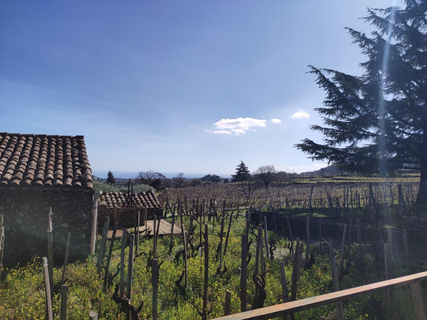 Sicily: Etna Volcano and Wine Tasting Tour - Key Points