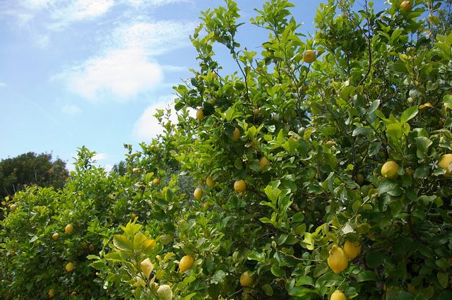 Sorrento Farm by Tuk Tuk: Pizza,Limocello and Cheese Tasting - Pickup Locations