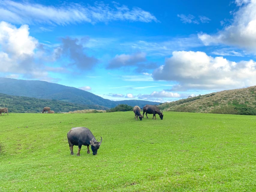 Taipei: Yangmingshan & Beitou Full-Day Tour - Tour Overview