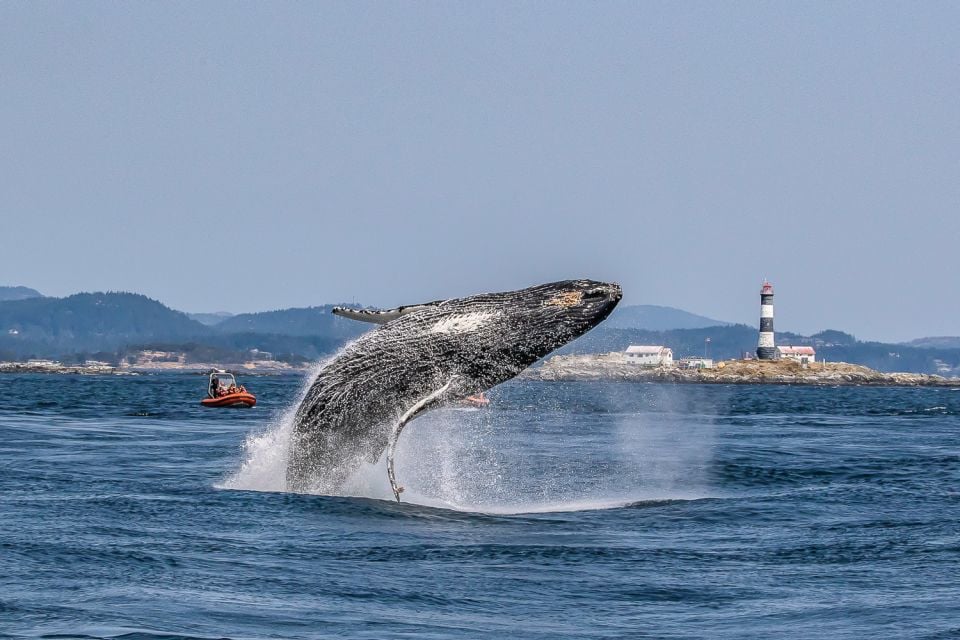 Victoria: 3-Hour Zodiac Whale-Watching Tour - Key Points