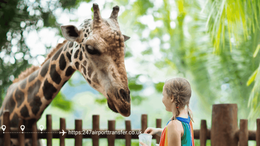 West Midland Safari Park Adventure: a Day With Wildlife