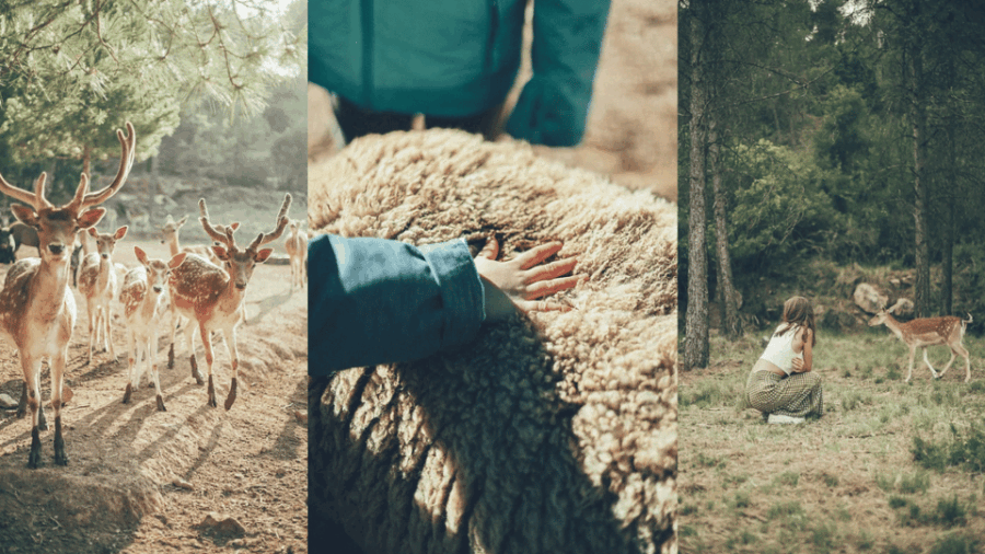 Wild Forest Reserve Foundation – Caretaker for a Day