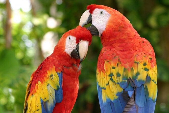 Xcaret Park Plus Tour! Nature, Culture and Nightshow From Cancun - Key Points