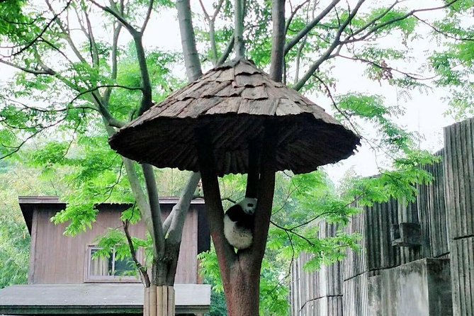 1-Day Chengdu Layover Tour: Panda Base, City Central With Round Airport Transfer