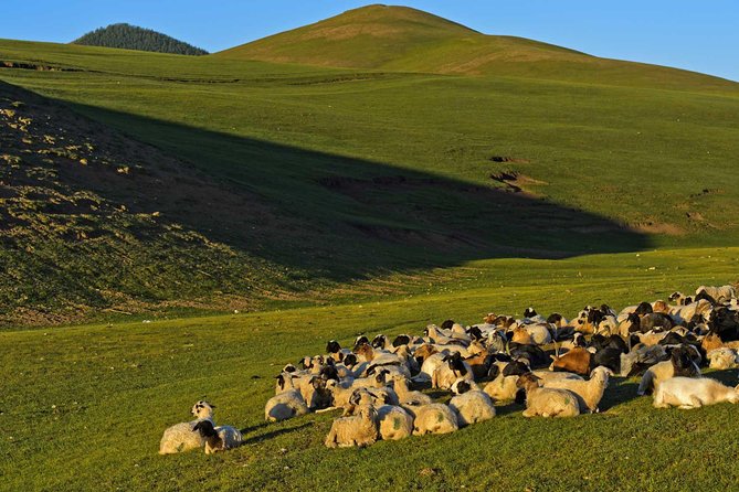 1 Day Tour: Khustai National Park