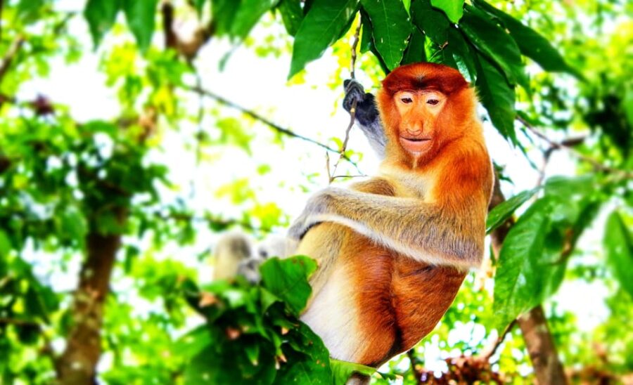 7 Best 2 Day Tours In Kota Kinabalu