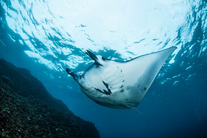 2 Days/1n Trip - Snorkeling With Manta Rays in Lembongan/Penida (All Included)