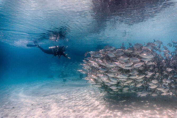 (2 Dives) Discover Scuba Diving Kota Kinabalu