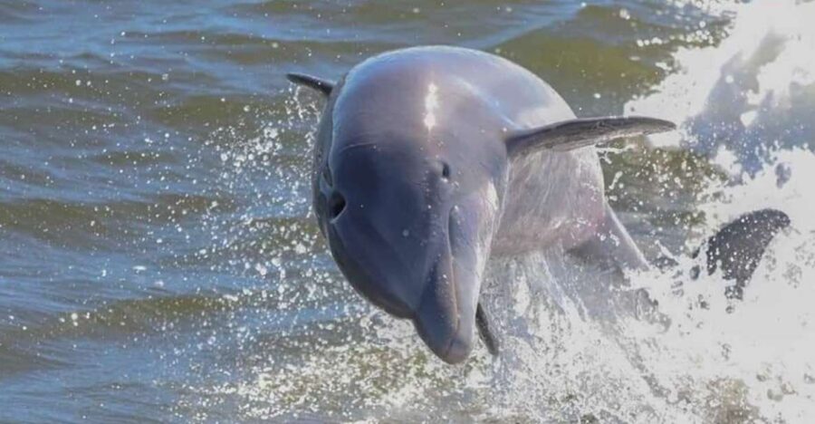 2-Hour Dolphin and Nature Eco Tour From Orange Beach