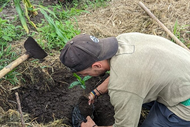 3 Day Private Tour Authentic Coffee Experience in Colombia - Taking in Coffee Farm Activities