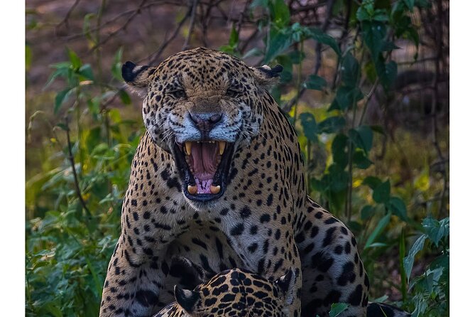 4-Day Pantanal Tour With Accommodation – Departing From Cuiaba