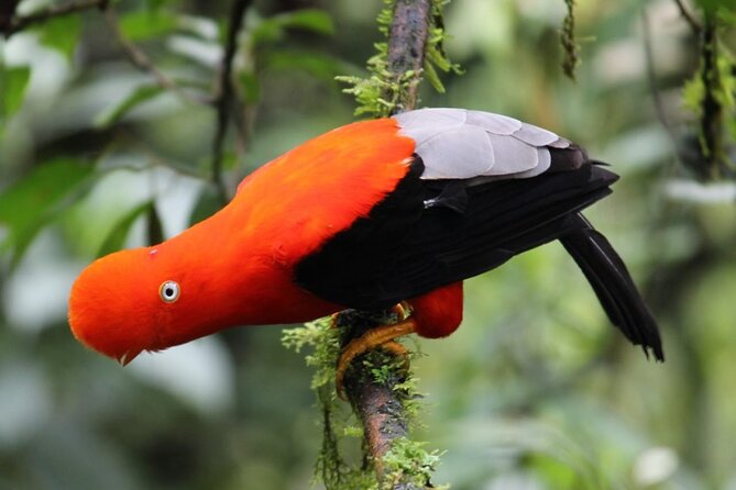 5-Days Private Manu Jungle Tour With Waterfalls and Hot Springs