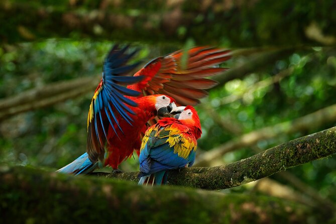 5 Days Wildlife Tour in Drake Bay, Sierpe, Corcovado and Osa