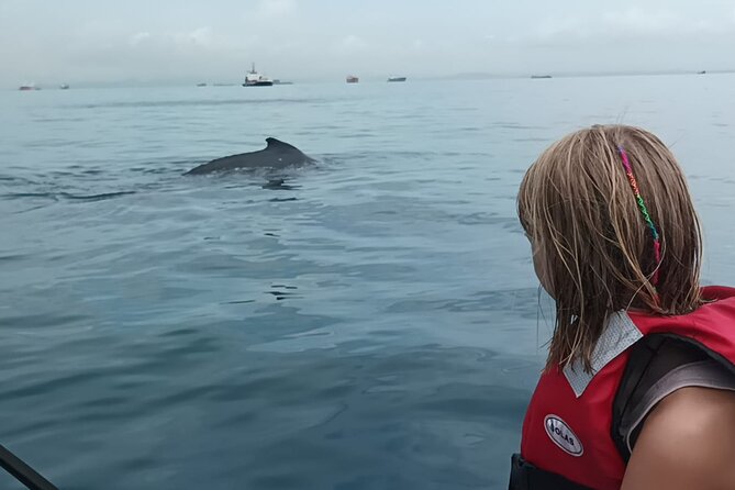 5 Hours Whale Watching Experience From Panama City