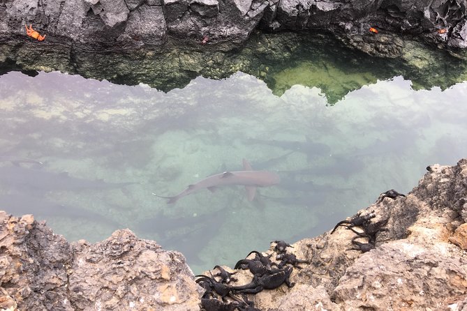 6-Day Galapagos Island Hopping Tour: Santa Fe, Santa Cruz and Los Tuneles - Tour Overview
