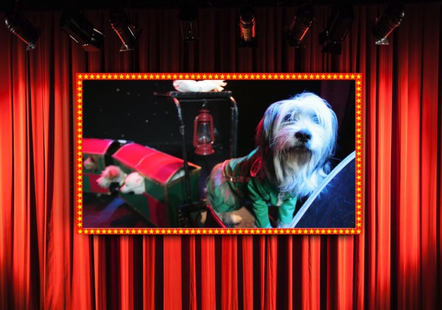 75-Minute Popovich Comedy Pet Theater in Las Vegas - Show Overview