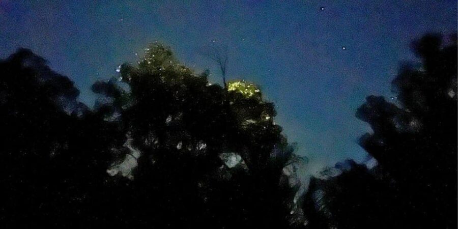 Abatan Firefly Watching: Bohols Magical Nighttime Wonders