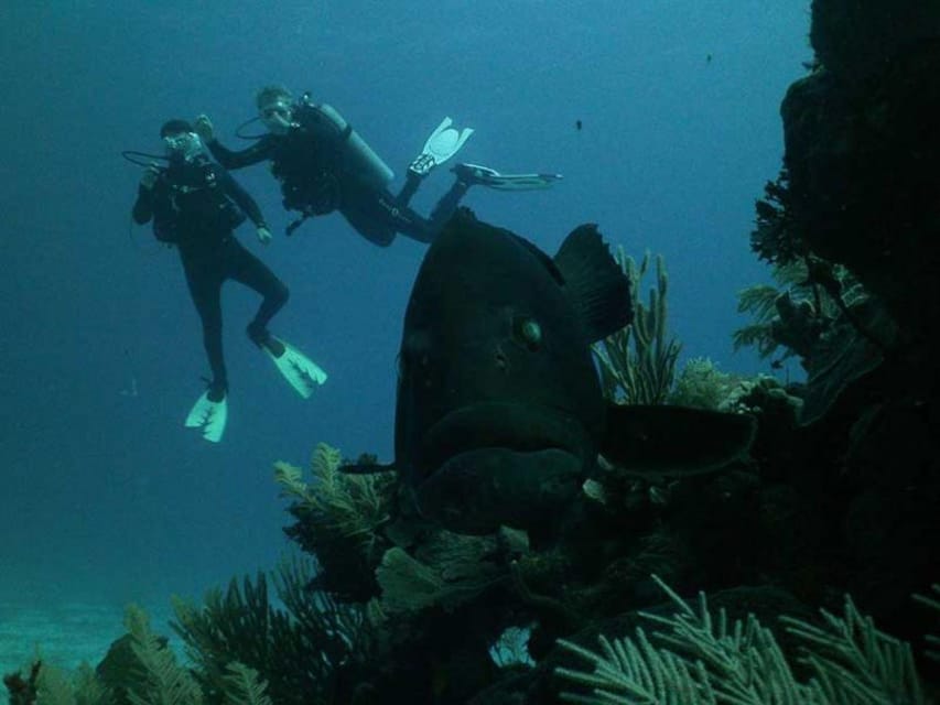 Akumal: Cozumel Dive Excursion