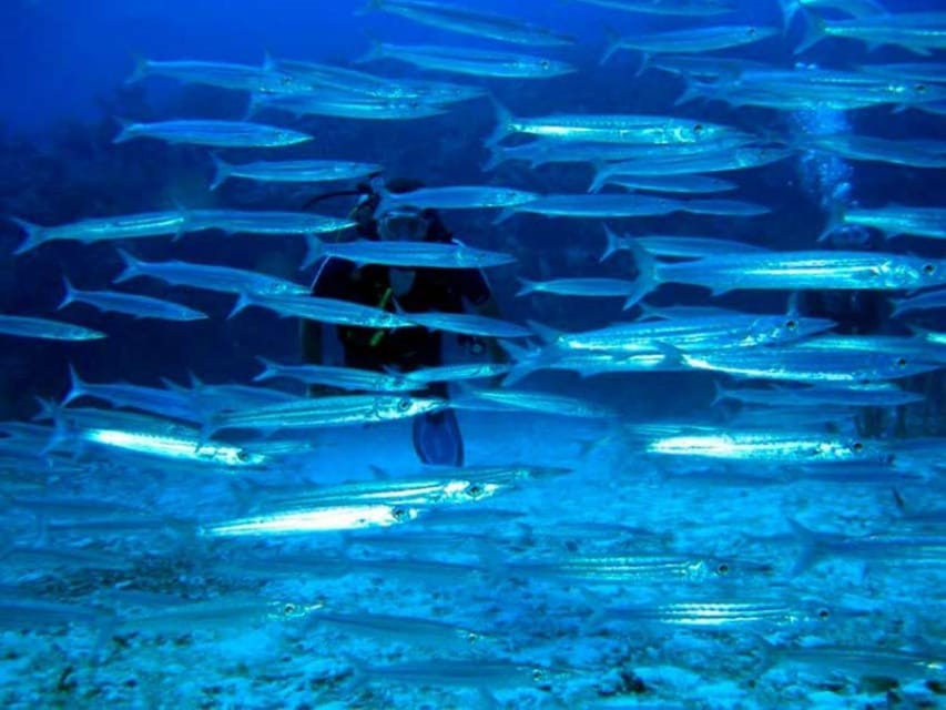Akumal: Deep Dive Experience