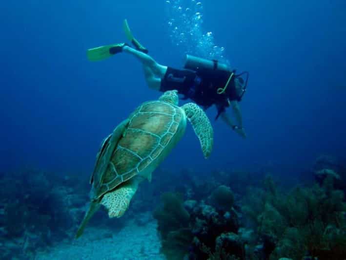Akumal: Night Dive at Akumal Reserve