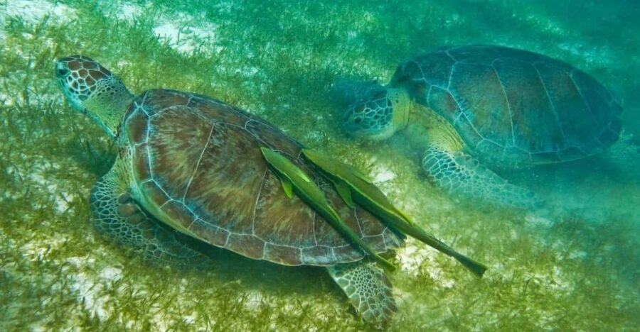 Akumal Snorkel With Turtles