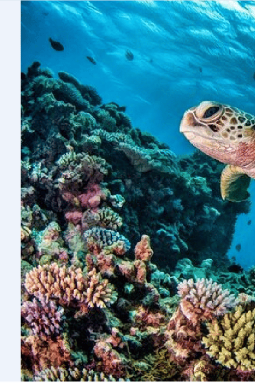 Akumal: Turtle Swim & Jungle Adventure Tour