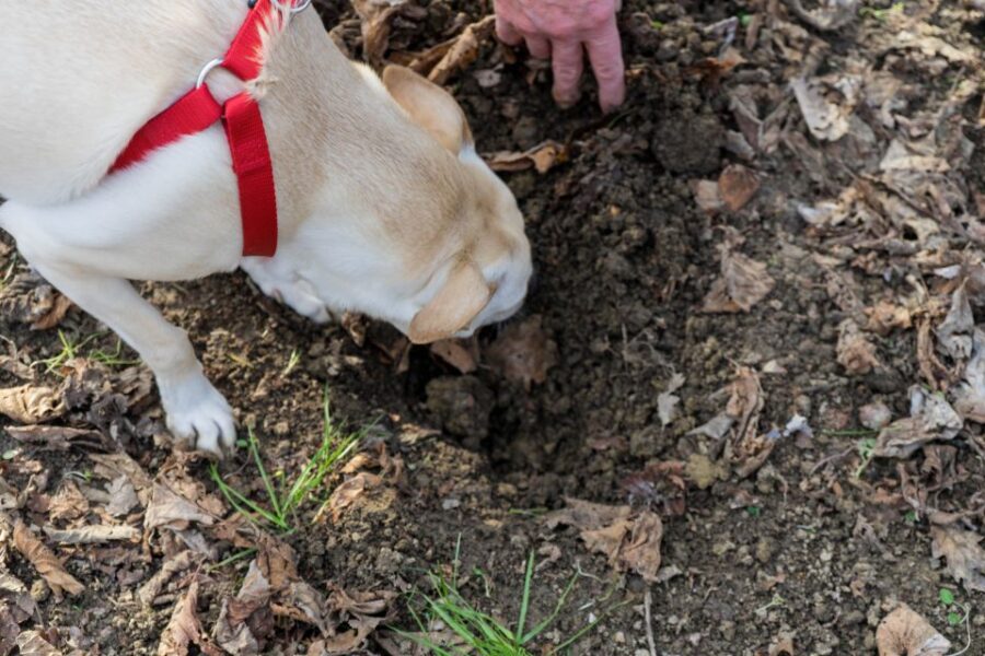 Alba: Truffle Hunting With Cheese, Truffle, & Wine Tastings