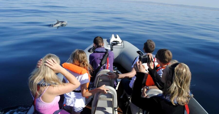 Algarve Dolphin Watching & Marine Life Eco Tour