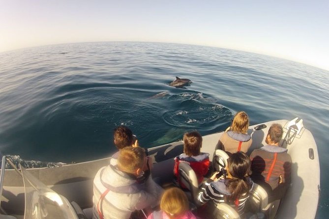 Algarve Dolphin Watching & Marine Life Eco Tour - Experience Overview