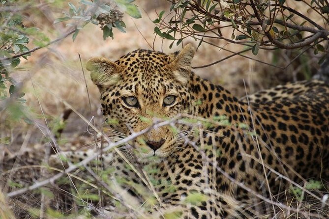All Inclusive Private Full Day Safari in Yala National Park With Lunch