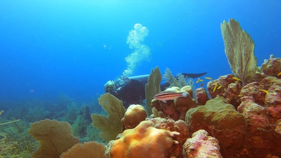 Amazing Two Tank Reef Diving