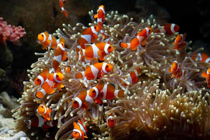 Angkor Wildlife & Aquarium