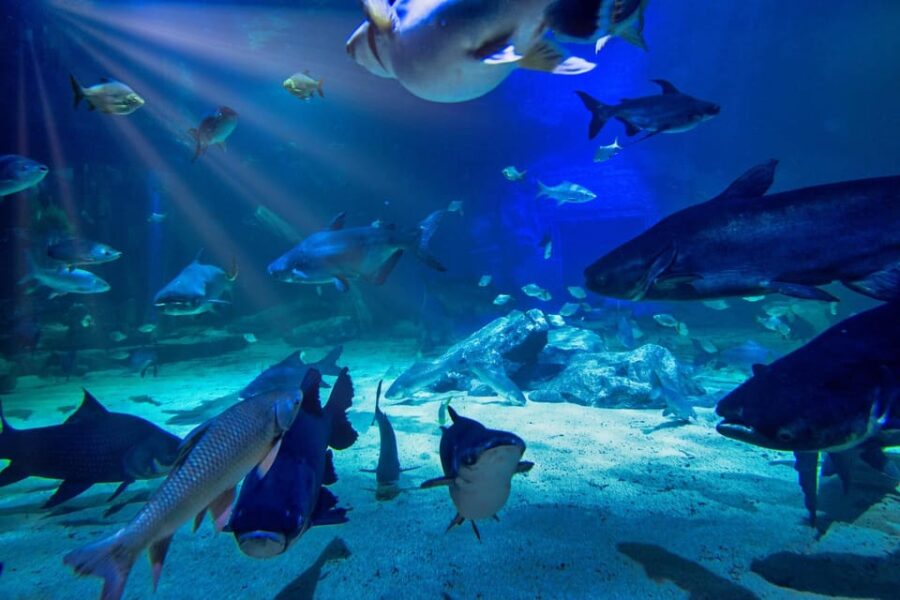 Angkor Wildlife & Aquarium With Private Transfer