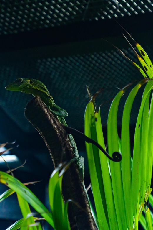 Angkor Wildlife & Aquarium With Private Transfer
