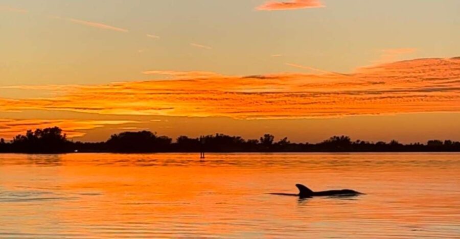 3 Best Canoe And Kayak Experiences In Bradenton Florida