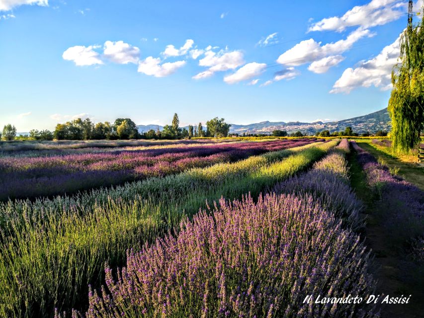 2 Best Motorbike And Scooter Rentals In Assisi