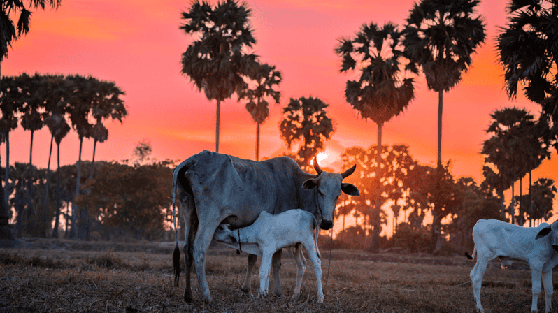 Authentic Siem Reap: Tuk Tuk Countryside and Sunset Tour