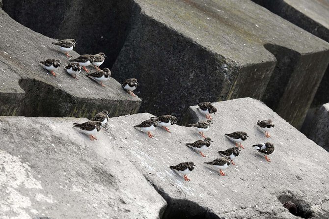 Azores Marine Birdwatching Expedition