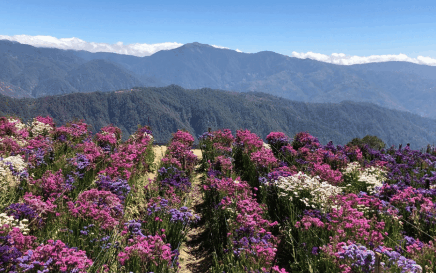 Baguio Atok Flower Blossoms (Private Tour) - Tour Overview