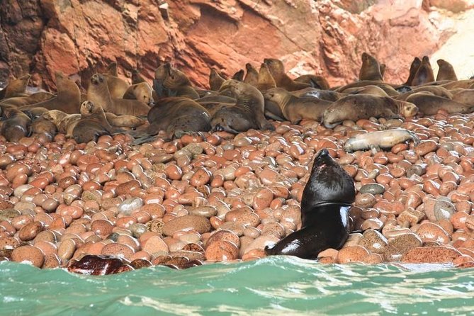Ballestas Islands and Paracas National Reserve Day Trip From Paracas