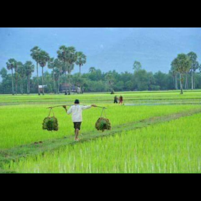 Bamboo Train Rice Field Killing Cave Bat Cave &Sun Set