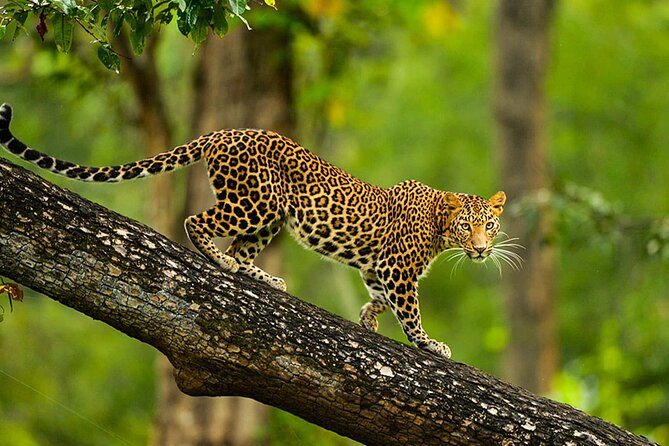 Bangalore to Nagarhole National Park: Wilderness Retreat