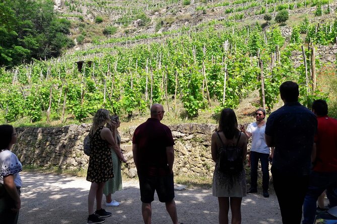 Beaujolais 100% Wine Tour Small-Group Tour With Tasting From Lyon