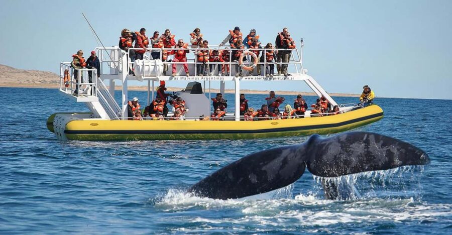 Best Peninsula Valdes With Whales Watching