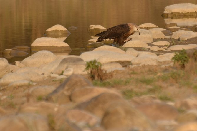 2 Best National Parks Tours In Jim Corbett National Park